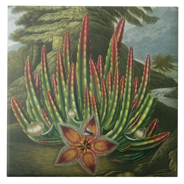 The Maggot-Bearing Stapelia, engraved by Stadler, Ceramic Tile (Front)