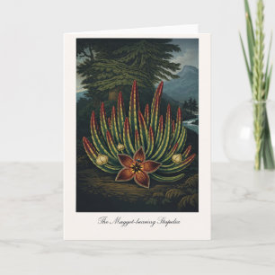 The Maggot-Bearing Stapelia — Modern Botanical Rei Card