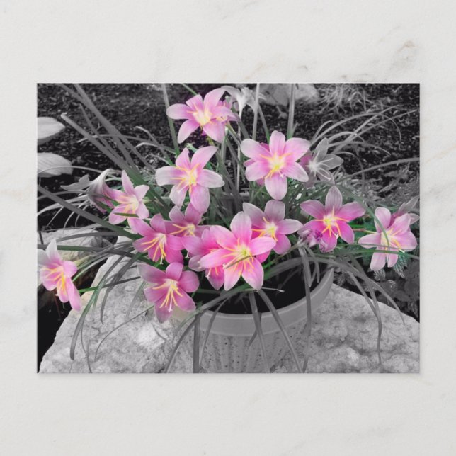 The Magical Fairy Lily Postcard (Front)