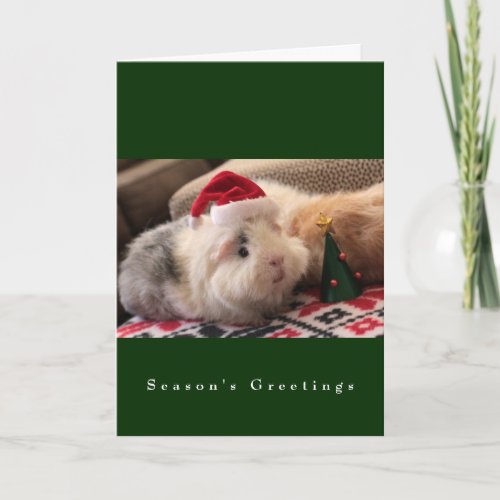 The Main Street Piggy Boys Holiday Card