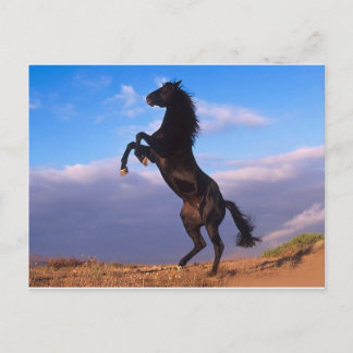 The majestic black stallion postcard