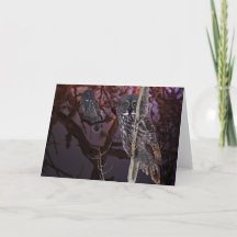 The majestic Great Gray Owl