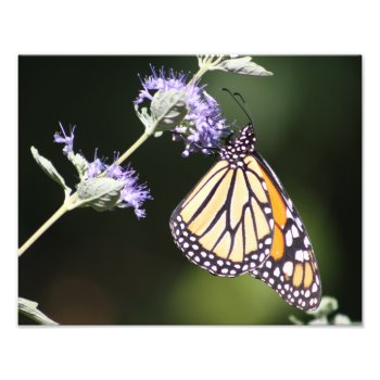 The Majestic One Butterfly Photography Photo Print by time2see at Zazzle
