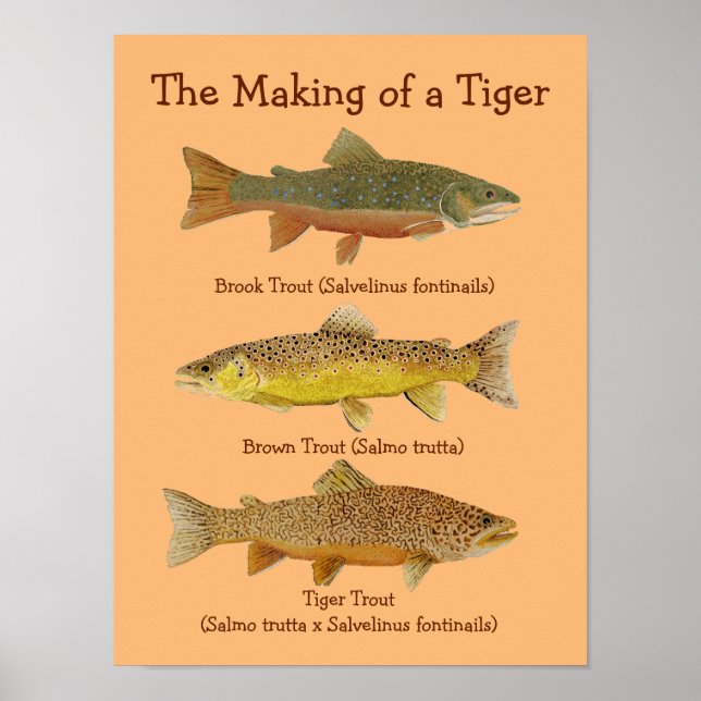 The Making of a Tiger Poster (Front)