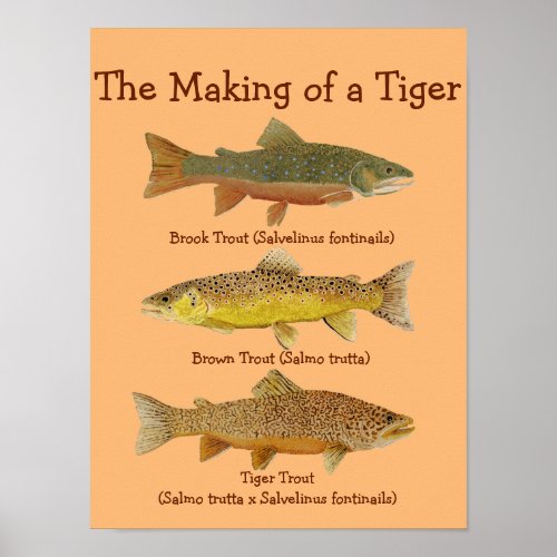 The Making of a Tiger Poster