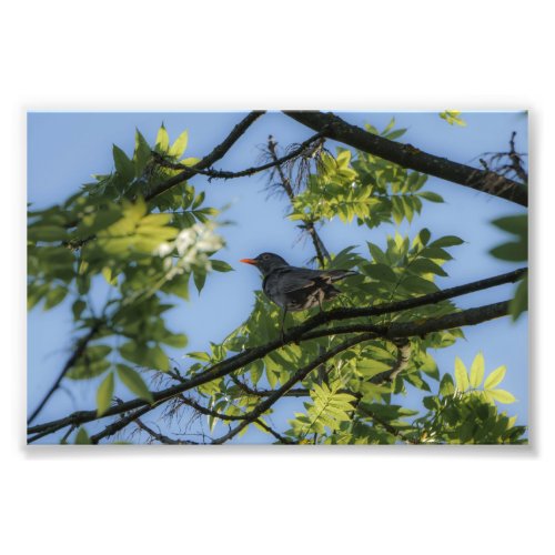 The male common blackbird photo print