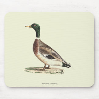 The Mallard or Wild Duck (Anas platyrhynchos) Mouse Pad