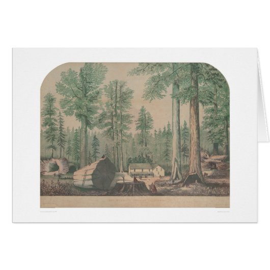 The Mammoth Trees of California (1191) (Front Horizontal)