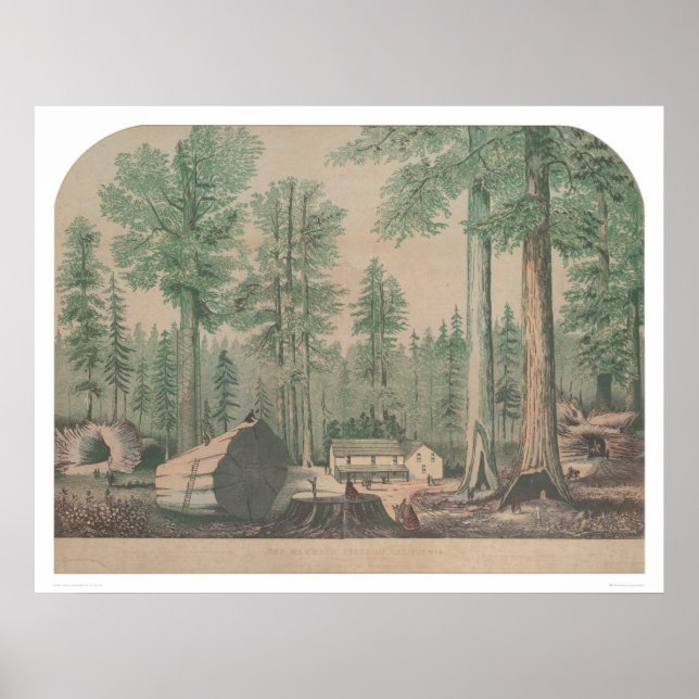 The Mammoth Trees of California (1191) Poster (Front)