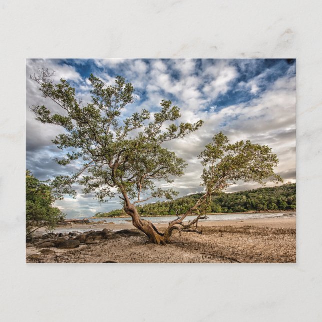 The Mangrove Tree Postcard (Front)