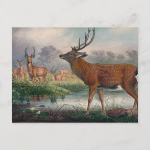 The Mantchurian Deer by Joseph Wolf Postcard