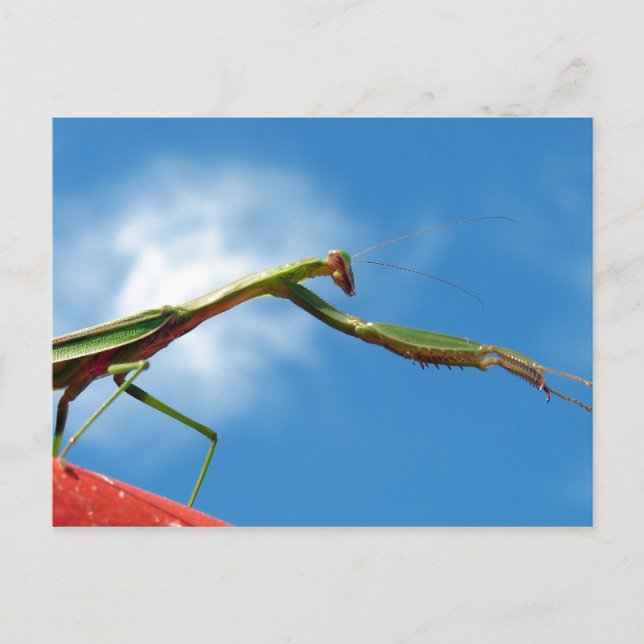 The Mantis Postcard (Front)