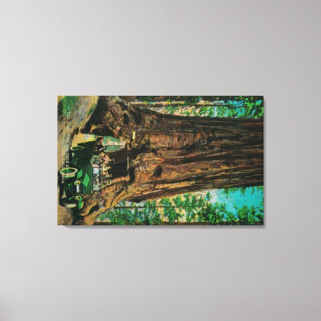The Mariposa Big Tree Grove, Yosemite Canvas Print (Front)