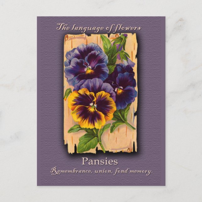 The Meaning of the Pansy Postcard (Front)