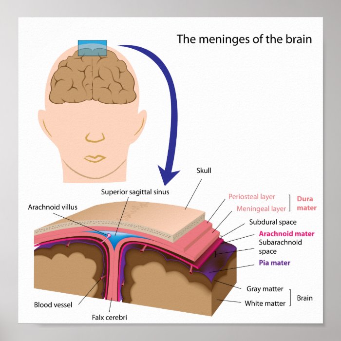 The meninges of the brain Poster