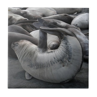 The Mermaid Seal - Tile