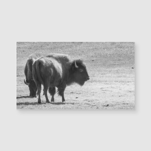 The Mighty Buffalo (Front)