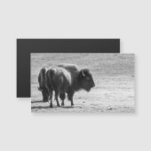 The Mighty Buffalo (Front/Back)