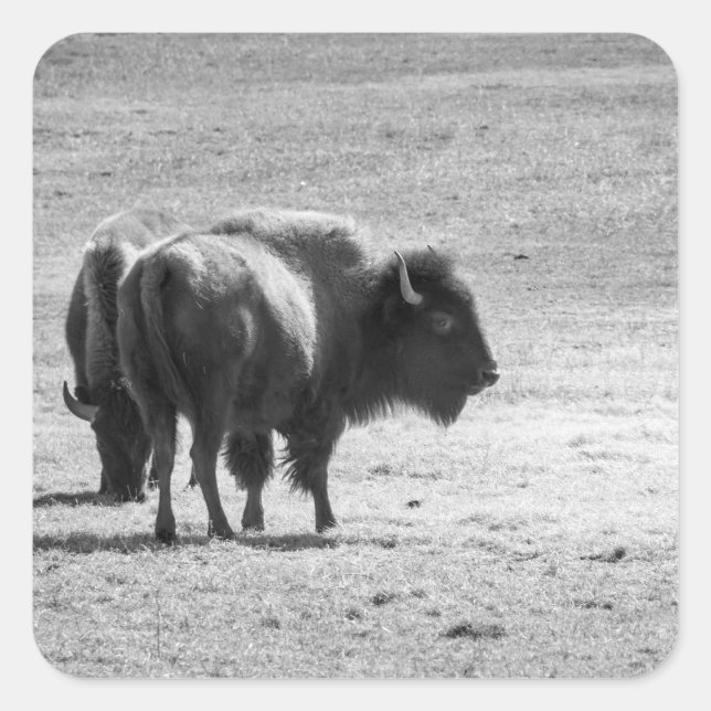 The Mighty Buffalo  Square Sticker (Front)