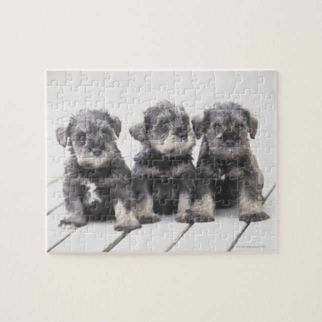 The Miniature Schnauzer is a breed of small dog Jigsaw Puzzle (Horizontal)
