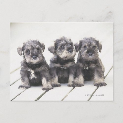 The Miniature Schnauzer is a breed of small dog Postcard