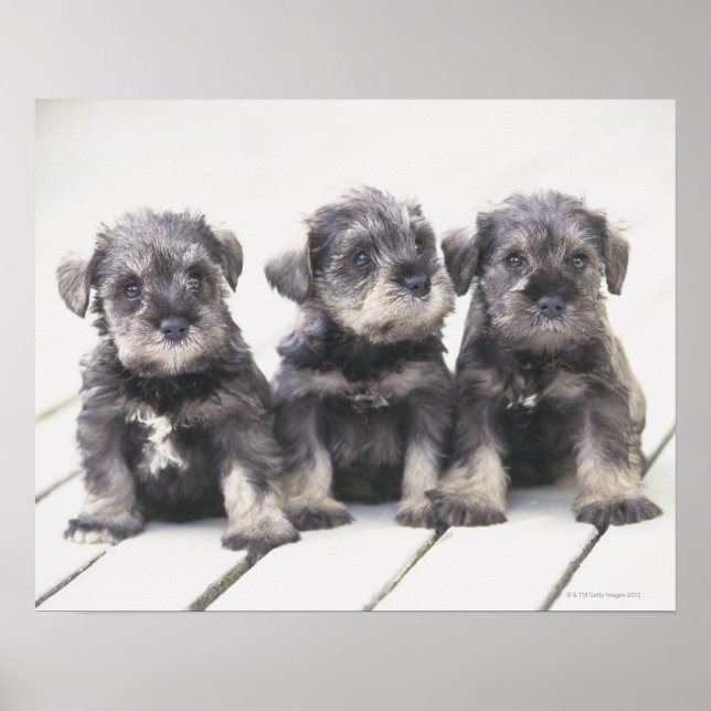 The Miniature Schnauzer is a breed of small dog Poster (Front)