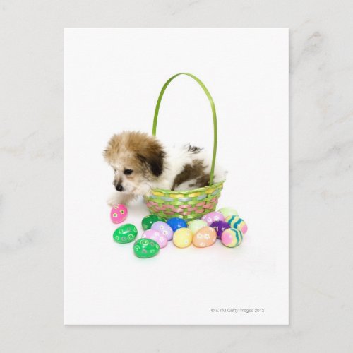 The mixed breed puppy sitting in an Easter basket Holiday Postcard