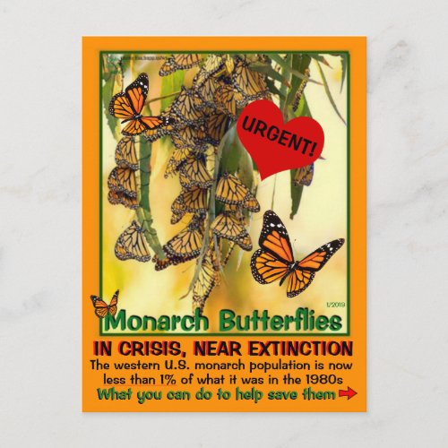 The monarch butterfly is endangered _ help them _ postcard