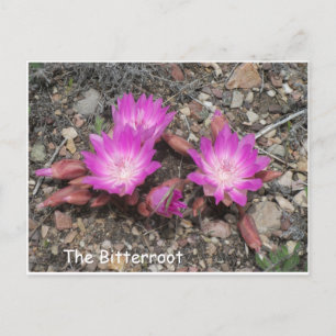 The Montana Bitterroot: God's favorite flower Postcard