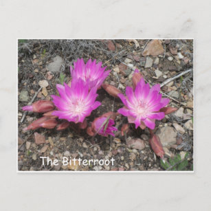59 Montana Bitterroot Gifts On Zazzle