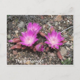 The Montana Bitterroot: God's favorite flower Postcard