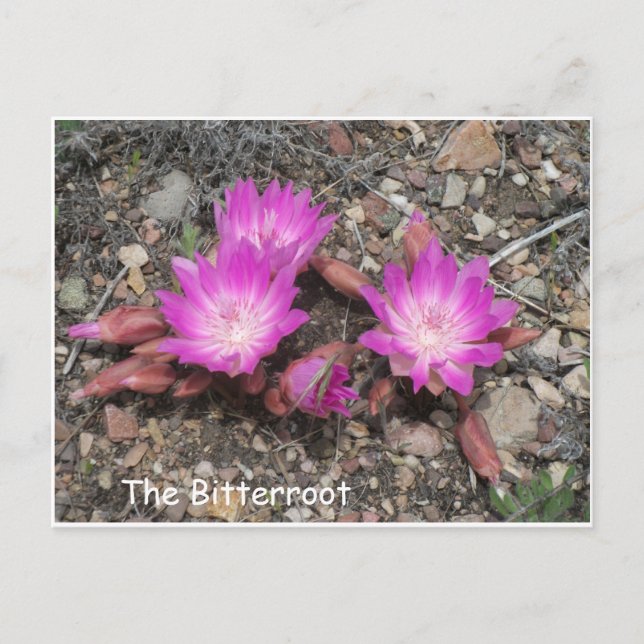 The Montana Bitterroot:  God's favorite flower Postcard (Front)