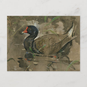 The Moorhen Joseph Crawhall Postcard