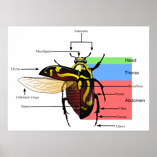 The Morphology of a Fiddler Beetle Diagram Poster