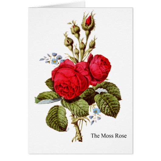 The Moss Rose - Vintage Fine Art (Front)