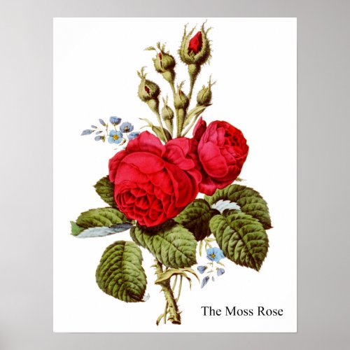 The Moss Rose - Vintage Fine Art