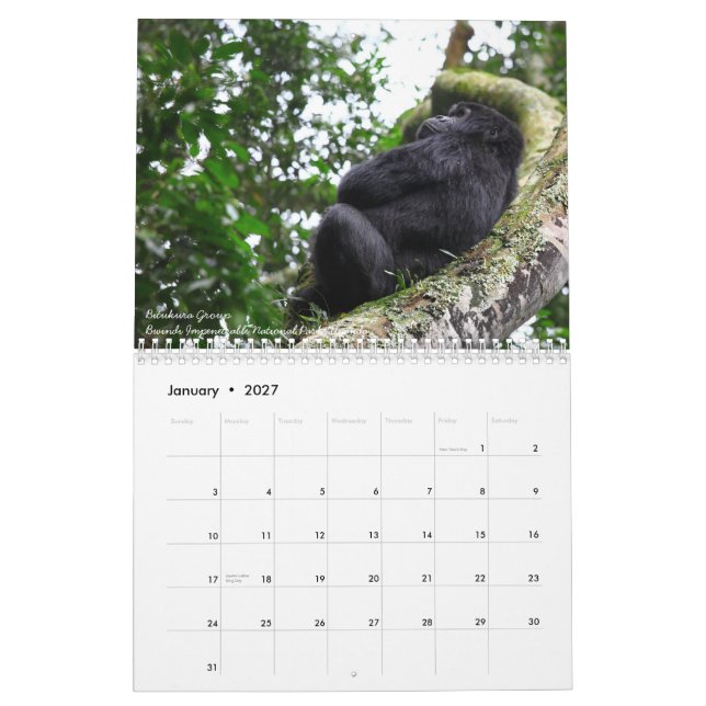 The Mountain Gorilla Calendar (Jan 2027)