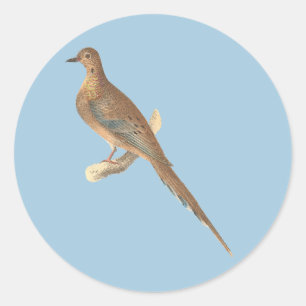 The Mourning Dove (Carolina Turtle Dove) NY Birds Classic Round Sticker