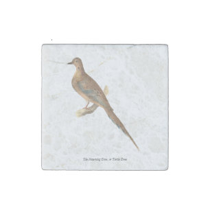 The Mourning Dove (Carolina Turtle Dove) NY Birds Stone Magnet