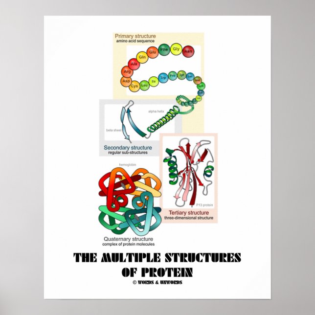 The Multiple Structures Of Protein (Biology) Poster (Front)