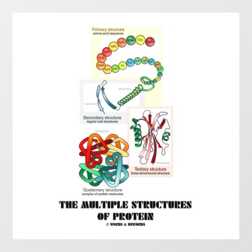 The Multiple Structures Of Protein Biology Wall Decal