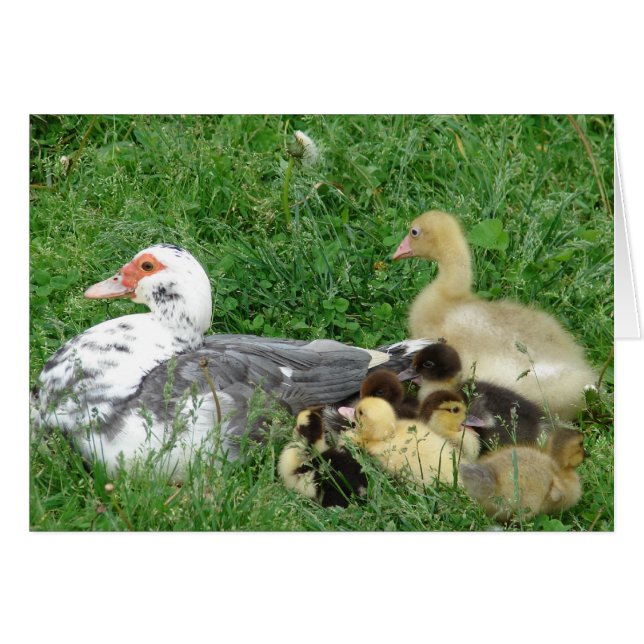 The Muscovy Family Plus Gosling Cards (Front Horizontal)