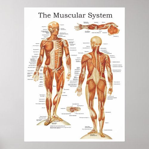 The Muscular System Anatomy Poster 18 X 24