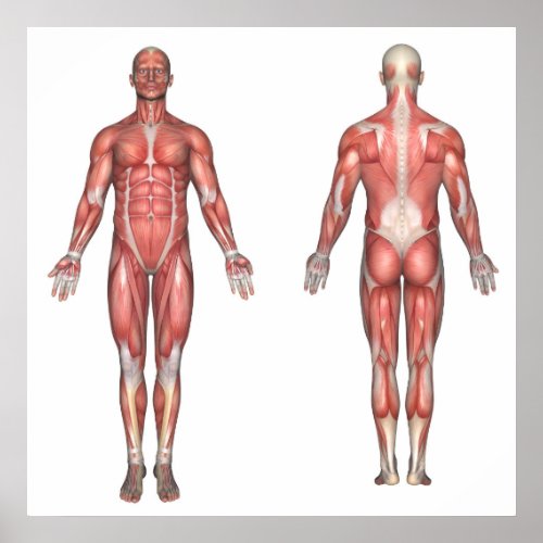 The muscular system unlabeled poster