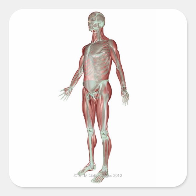 The Musculoskeletal System 3 Square Sticker (Front)