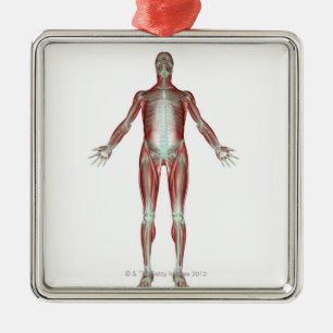 The Musculoskeletal System 4 Metal Ornament