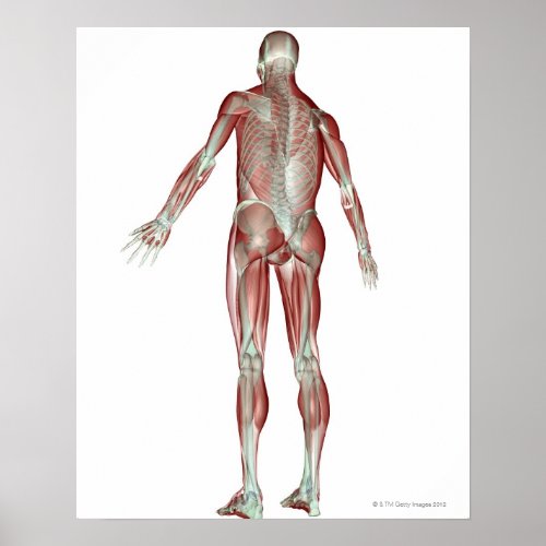 The Musculoskeletal System 5 Poster