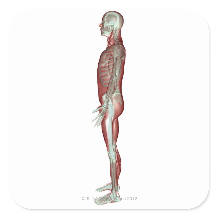The Musculoskeletal System 6 Square Stickers