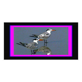 The MUSEUM Artist Series jGibney Birds2CocoaBeach1 Card