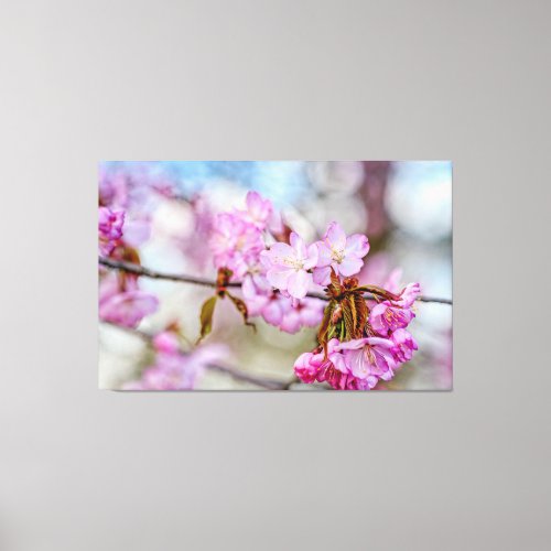 The Muted Beauty Of Sakura Blossoms In Springtime Canvas Print